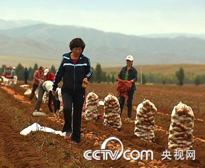 土豆當(dāng)水果賣 年賺三百萬 土豆 農(nóng)業(yè)致富經(jīng) CCTV7致富經(jīng) 農(nóng)業(yè)